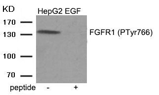 FGFR1 (Phospho-Tyr766) Rabbit Polyclonal Antibody, 100 ug