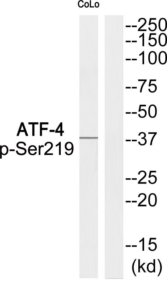 ATF-4 (Phospho-Ser219) Rabbit Polyclonal Antibody, 100 ug