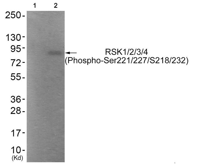 RSK1/2/3/4 (Phospho-Ser221/227/S218/232) Rabbit Polyclonal Antibody, 100 ug