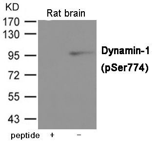 Dynamin-1 (Phospho-Ser774) Rabbit Polyclonal Antibody, 100 ug