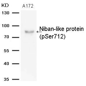 Niban-like protein(Phospho-Ser712) Rabbit Polyclonal Antibody, 100 ug