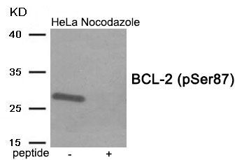 BCL-2 (Phospho-Ser87) Rabbit Polyclonal Antibody, 100 ug
