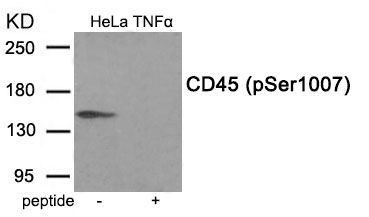 CD45 (Phospho-Ser1007) Rabbit Polyclonal Antibody, 100 ug