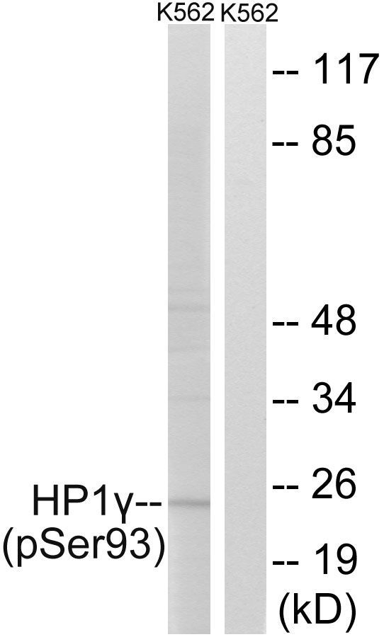 HP1γ (Phospho-Ser93) Rabbit Polyclonal Antibody, 100 ug