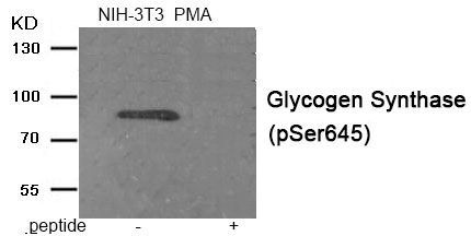 Glycogen Synthase (Phospho-Ser645) Rabbit Polyclonal Antibody, 100 ug