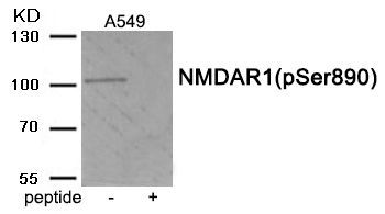 NMDAR1 (Phospho-Ser890) Rabbit Polyclonal Antibody, 100 ug