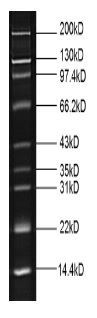 EZ-Ladder Fluorescent Protein Molecular Weight Marker for SDS-PAGE (250 ul), MKP004