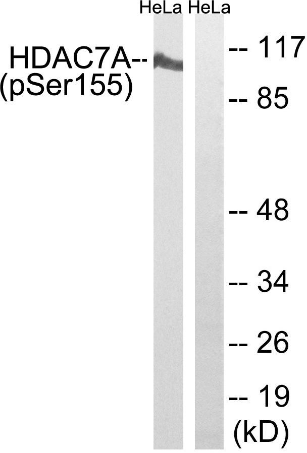 HDAC7A (Phospho-Ser155) Rabbit Polyclonal Antibody, 100 ug