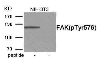 FAK (Phospho-Tyr576) Rabbit Polyclonal Antibody, 100 ug