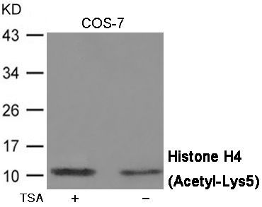 Histone H4 (Acetyl-Lys5) Rabbit Polyclonal Antibody, 100 ug