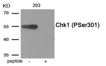 Chk1 (Phospho-Ser301) Rabbit Polyclonal Antibody, 100 ug