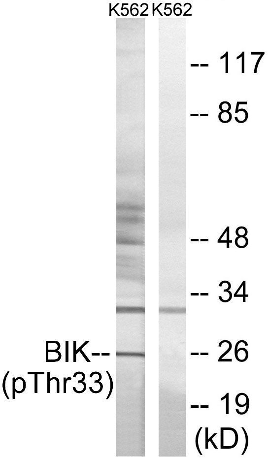 BIK (Phospho-Thr33) Rabbit Polyclonal Antibody, 100 ug
