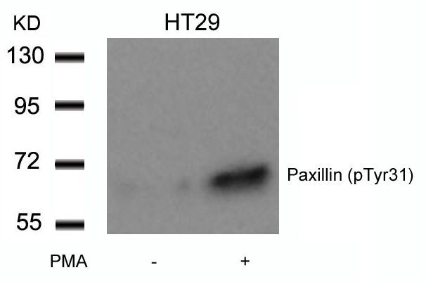 Paxillin (Phospho-Tyr31) Rabbit Polyclonal Antibody, 100 ug