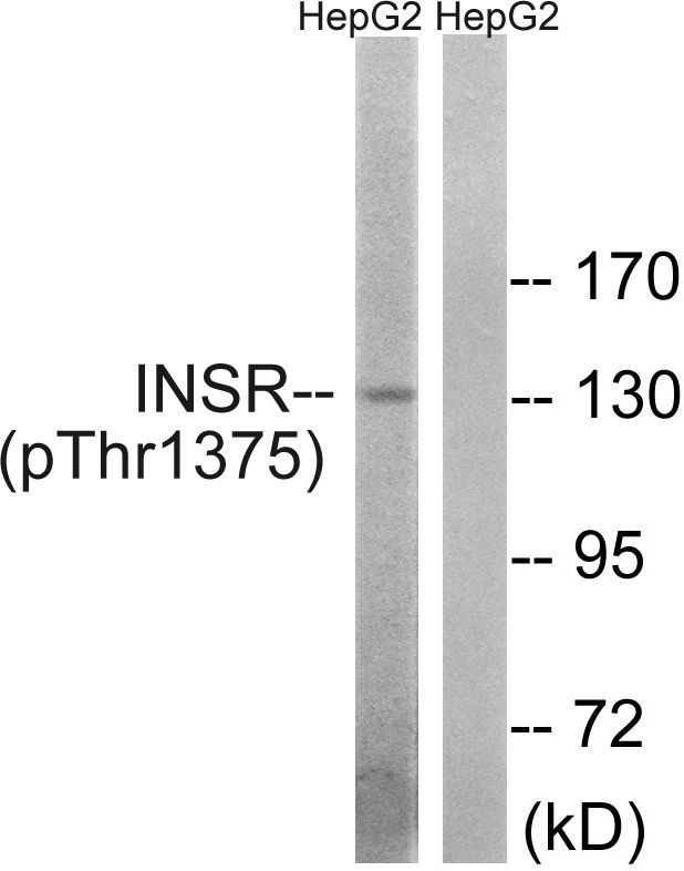 IR (Phospho-Thr1375) Rabbit Polyclonal Antibody, 100 ug