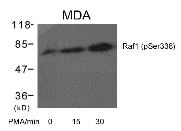Raf1 (Phospho-Ser338) Rabbit Polyclonal Antibody, 100 ug