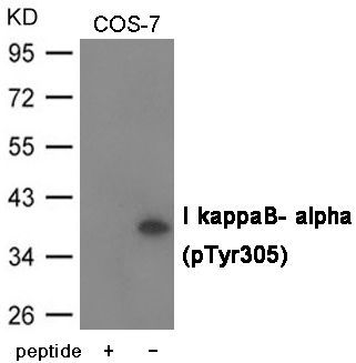 I kappaB- alpha (Phospho-Tyr305) Rabbit Polyclonal Antibody, 100 ug