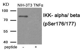 IKK- alpha/ beta (Phospho-Ser176/177) Rabbit Polyclonal Antibody, 100 ug