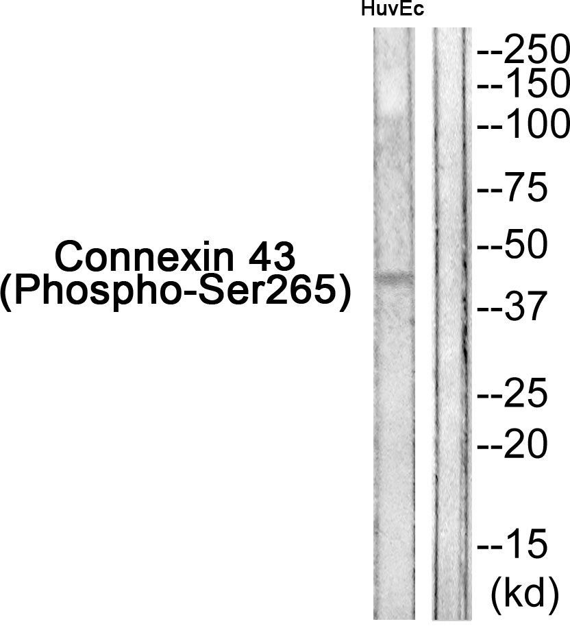 Connexin 43 (Phospho-Ser265) Rabbit Polyclonal Antibody, 100 ug