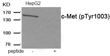 c-Met (Phospho-Tyr1003) Rabbit Polyclonal Antibody, 100 ug