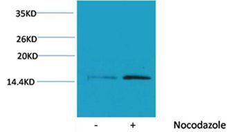 Histone H4(Phospho-Ser1) Rabbit Polyclonal Rabbit Polyclonal Antibody, 100 ug