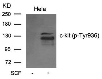 c-kit (phospho-Tyr936) Rabbit Polyclonal Antibody, 100 ug