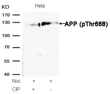 APP (Phospho-Thr668) Rabbit Polyclonal Antibody, 100 ug