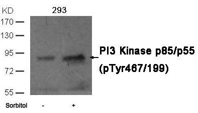 PI3 Kinase p85/p55 (phospho-Tyr467/199)Rabbit Polyclonal Antibody, 100 ug