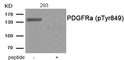 PDGFRa (Phospho-Tyr849) Rabbit Polyclonal Antibody, 100 ug