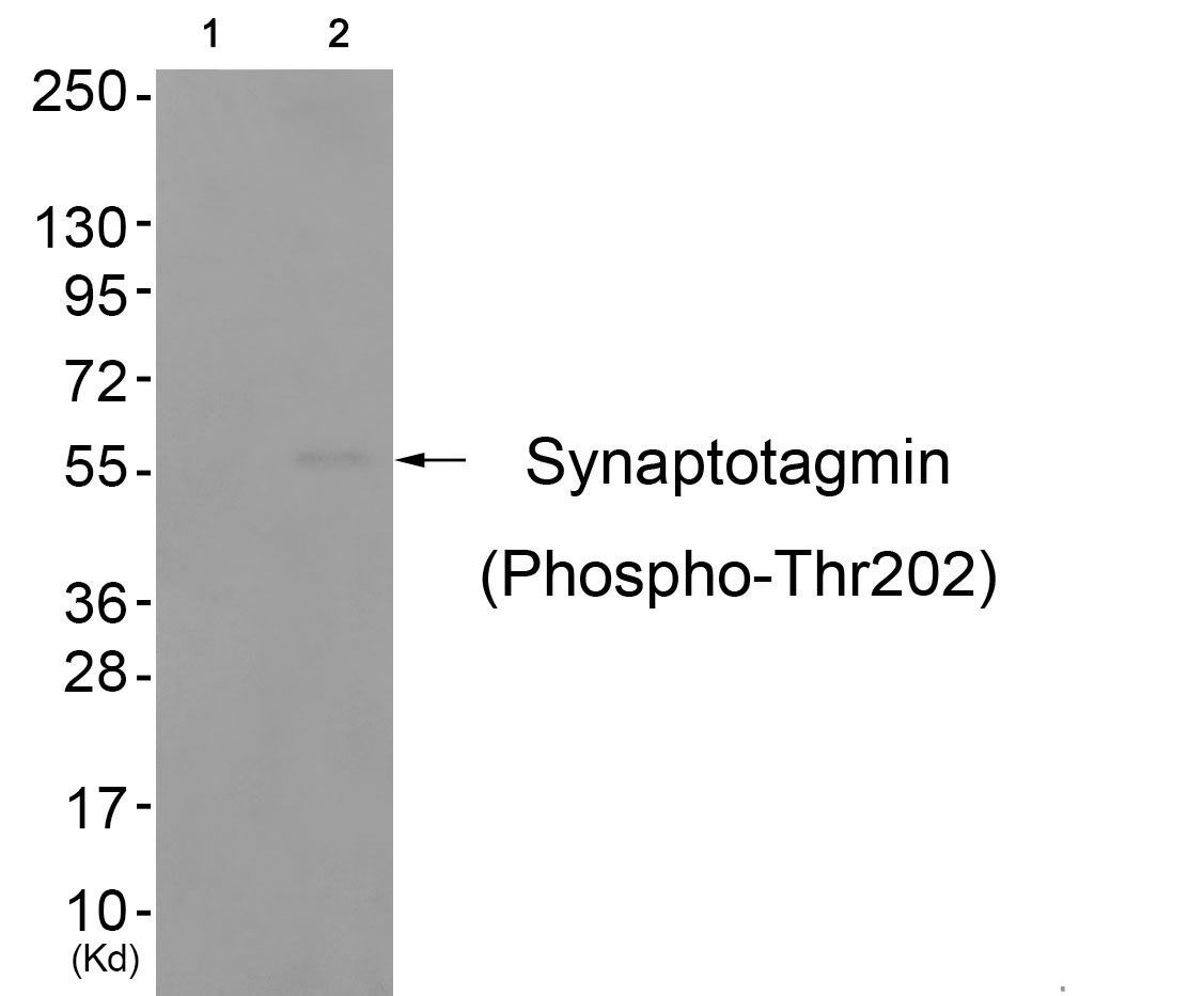 Synaptotagmin (Phospho-Thr202) Rabbit Polyclonal Antibody, 100 ug
