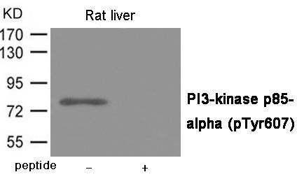 PI3-kinase p85- alpha (Phospho-Tyr607) Rabbit Polyclonal Antibody, 100 ug