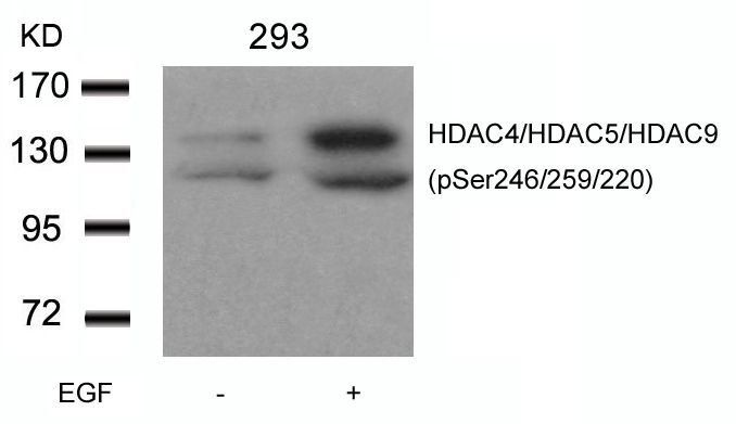HDAC4/HDAC5/HDAC9 (phospho-Ser246/259/220) Rabbit Polyclonal Antibody, 100 ug