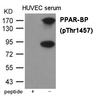 PPAR-BP (Phospho-Thr1457) Rabbit Polyclonal Antibody, 100 ug
