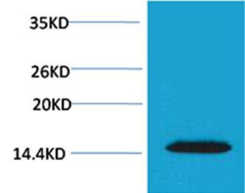 Histone H2A.X(Phospho-Thr120) Rabbit Polyclonal Rabbit Polyclonal Antibody, 100 ug