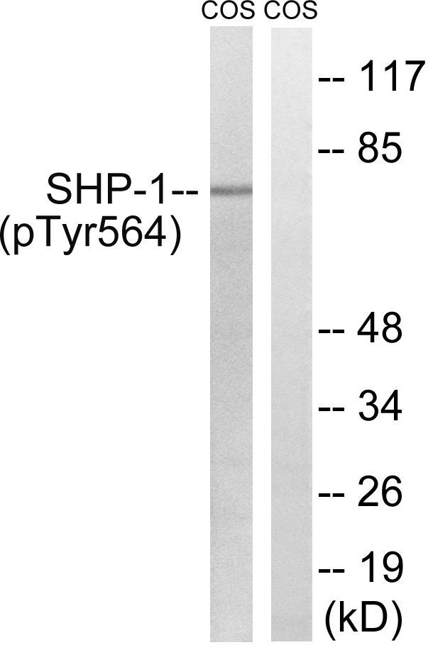 SHP-1 (Phospho-Tyr564) Rabbit Polyclonal Antibody, 100 ug