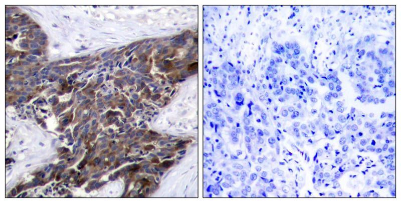 Connexin 43 (phospho-Ser367) Rabbit Polyclonal Antibody, 100 ug