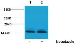 Histone H2B(Phospho-Ser14) Rabbit Polyclonal Rabbit Polyclonal Antibody, 100 ug