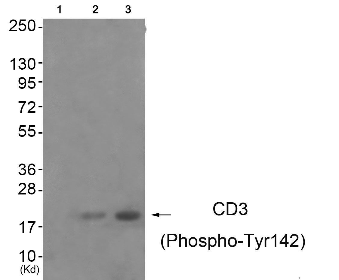 CD3 ζ (Phospho-Tyr142) Rabbit Polyclonal Antibody, 100 ug