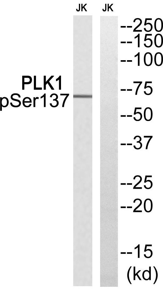 PLK1 (Phospho-Ser137) Rabbit Polyclonal Antibody, 100 ug