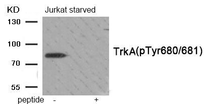 Trk A (Phospho-Tyr680/681) Rabbit Polyclonal Antibody, 100 ug