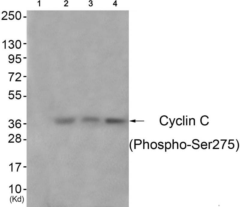 Cyclin C (Phospho-Ser275) Rabbit Polyclonal Antibody, 100 ug