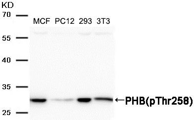 PHB(Phospho-Thr258) Rabbit Polyclonal Antibody, 100 ug