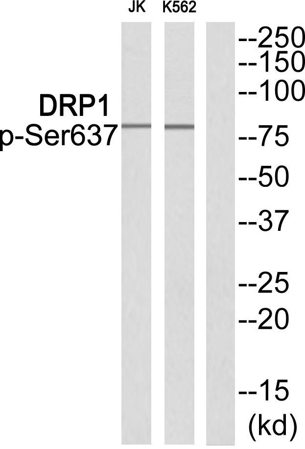 DRP1 (Phospho-Ser637) Rabbit Polyclonal Antibody, 100 ug