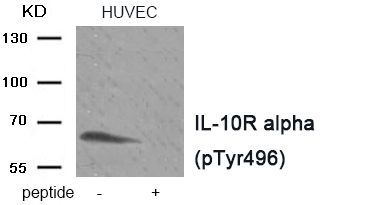 IL-10R alpha (Phospho-Tyr496) Rabbit Polyclonal Antibody, 100 ug