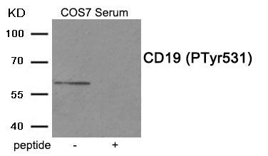 CD19 (Phospho-Tyr531) Rabbit Polyclonal Antibody, 100 ug