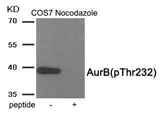 AurB (Phospho-Thr232) Rabbit Polyclonal Antibody, 100 ug