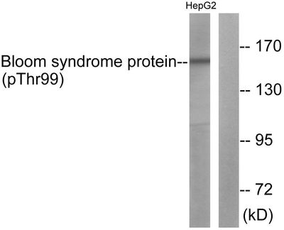 Bloom Syndrome (Phospho-Thr99) Rabbit Polyclonal Antibody, 100 ug Bloom Syndrome (Phospho-Thr99) Rabbit Polyclonal Antibody, 100 ug