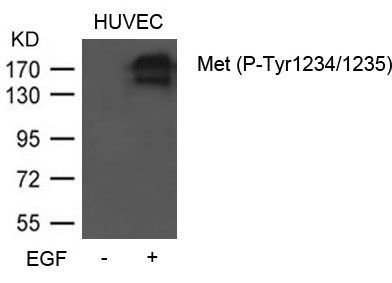 Met (Phospho-Tyr1234/1235) Rabbit Polyclonal Antibody, 100 ug