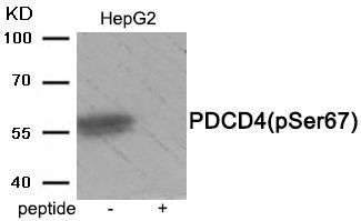 PDCD4 (Phospho-Ser67) Rabbit Polyclonal Antibody, 100 ug