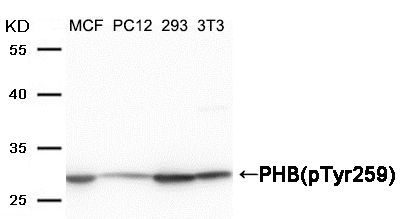 PHB(Phospho-Tyr259) Rabbit Polyclonal Antibody, 100 ug