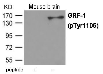 GRF-1 (Phospho-Tyr1105) Rabbit Polyclonal Antibody, 100 ug